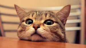 【かわいい】癒しの猫画像まとめ