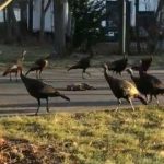 【怪奇現象】猫の死体を囲んでかごめかごめを踊る七面鳥たち…