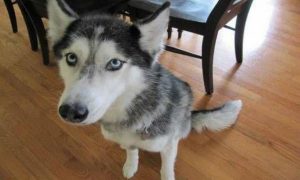 【動画あり】犬が喋った！ハッキリ「ポテトが欲しいですっ！！」と言うハスキー犬ｗｗｗ