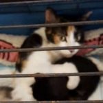 人間に殺されかけた母猫が、子猫を守るためにとった行動が泣ける…