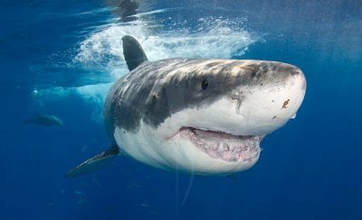 巨大サメ メガロドンが生きていた クジラ2頭を丸呑みするその脅威がヤバすぎる