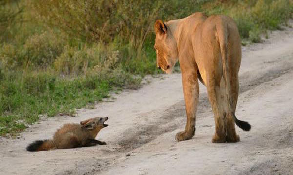 瀕死の子ぎつねを食べようとするオスライオンとそれを守るメスライオン…衝撃的な結果は…