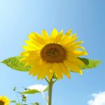 【油断大敵】忍び寄る「夏のうつ」と対策について