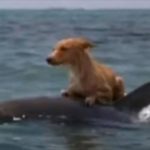 運河に流され死にかけた犬。それを救ったのはなんとイルカだった！！