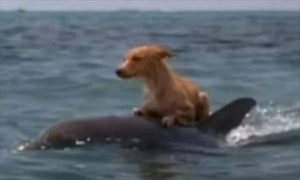 運河に流され死にかけた犬。それを救ったのはなんとイルカだった！！