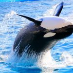 【画像あり】あの世界最大の生き物を襲撃する生き物とは