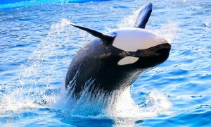 【画像あり】あの世界最大の生き物を襲撃する生き物とは
