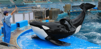 水族館にいるシャチ