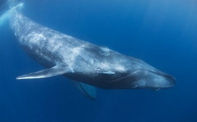 シロナガスクジラ