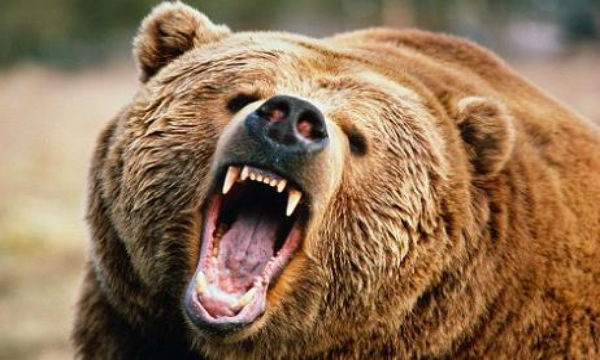 【悲報】最強肉食熊のグリズリーがベジタリアンに転向していた…温暖化が原因か。