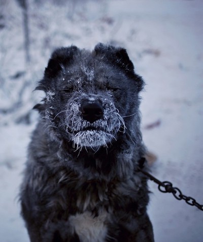 ロシア犬