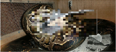 【閲覧注意】タイの巨大蛇、闘鶏と戦い勝利したが結末が切ないｗｗ