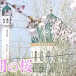 イッテQ“ウズベキスタンの桜”と、イモトの大健闘に感動！