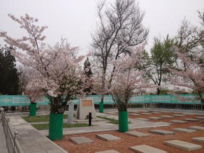 ウズベキスタン　日本人墓