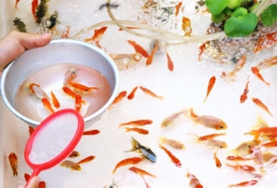 金魚