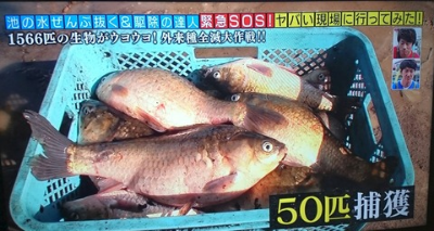 池の水ぜんぶ抜く
