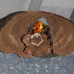 スズメバチの巣作りはでき始めが肝心！退治する絶好機とは！