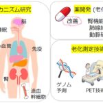 東京大学が老化老化細胞を除去して若返る薬を発明。120年限定で不老不死が実現へ